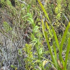 Pterostylis daintreana at Boolijah, NSW - 23 Apr 2023