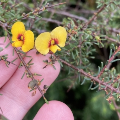 Dillwynia ramosissima (Bushy Parrot-pea) at Morton National Park - 23 Apr 2023 by Tapirlord