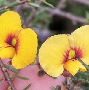 Dillwynia ramosissima at Boolijah, NSW - 23 Apr 2023