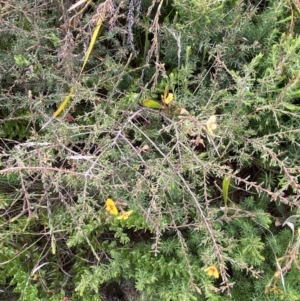 Dillwynia ramosissima at Boolijah, NSW - 23 Apr 2023