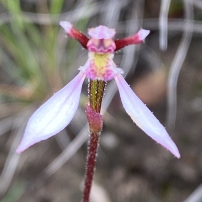 Eriochilus cucullatus (Parson's Bands) at Morton National Park - 23 Apr 2023 by Tapirlord