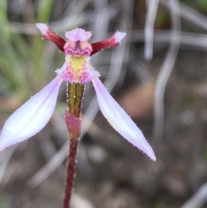 Eriochilus cucullatus at Boolijah, NSW - 23 Apr 2023