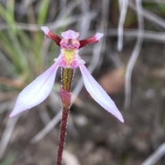 Eriochilus cucullatus at Boolijah, NSW - 23 Apr 2023