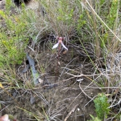 Eriochilus cucullatus at Boolijah, NSW - 23 Apr 2023