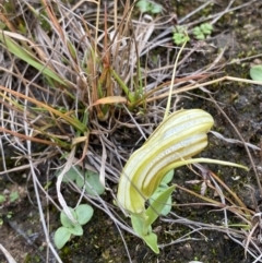 Diplodium truncatum (Little Dumpies, Brittle Greenhood) at Morton National Park - 23 Apr 2023 by Tapirlord