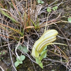 Diplodium truncatum (Little Dumpies, Brittle Greenhood) at Boolijah, NSW - 23 Apr 2023 by Tapirlord