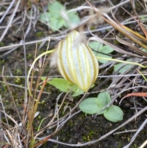 Diplodium truncatum at Boolijah, NSW - suppressed