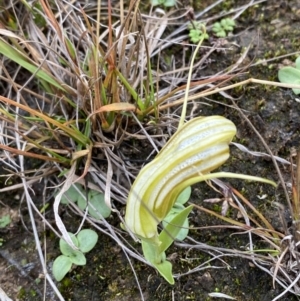 Diplodium truncatum at Boolijah, NSW - 23 Apr 2023