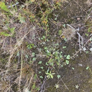 Diplodium truncatum at Boolijah, NSW - 23 Apr 2023