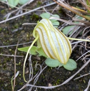 Diplodium truncatum at Boolijah, NSW - 23 Apr 2023