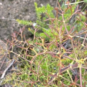 Petrophile sessilis at Boolijah, NSW - 23 Apr 2023