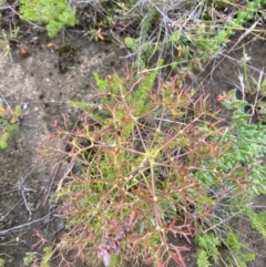 Petrophile sessilis at Boolijah, NSW - 23 Apr 2023