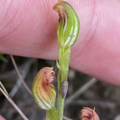 Speculantha furva (Swarthy Tiny Greenhood) at Boolijah, NSW - 23 Apr 2023 by Tapirlord