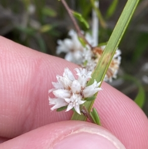 Cryptandra ericoides at Boolijah, NSW - 23 Apr 2023 10:28 AM