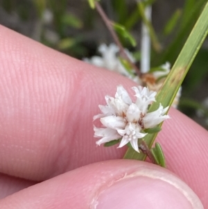 Cryptandra ericoides at Boolijah, NSW - 23 Apr 2023