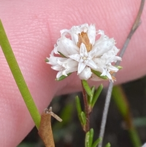 Cryptandra ericoides at Boolijah, NSW - 23 Apr 2023