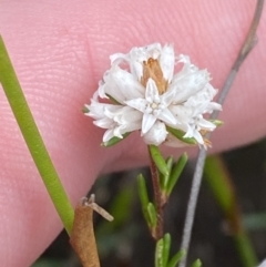 Cryptandra ericoides at Boolijah, NSW - 23 Apr 2023