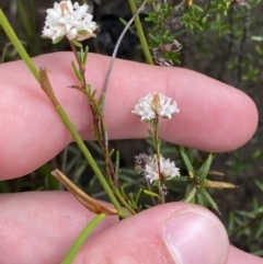 Cryptandra ericoides at Boolijah, NSW - 23 Apr 2023 10:28 AM