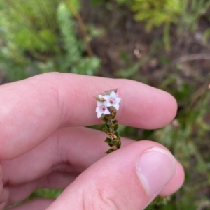 Epacris microphylla at Boolijah, NSW - 23 Apr 2023