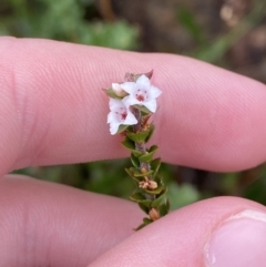 Epacris microphylla at Boolijah, NSW - 23 Apr 2023