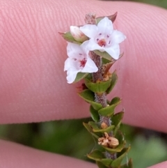 Epacris microphylla at Boolijah, NSW - 23 Apr 2023