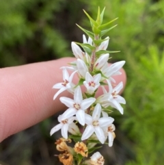 Epacris pulchella (Wallum Heath) at Boolijah, NSW - 23 Apr 2023 by Tapirlord