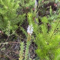 Epacris pulchella at Boolijah, NSW - 23 Apr 2023