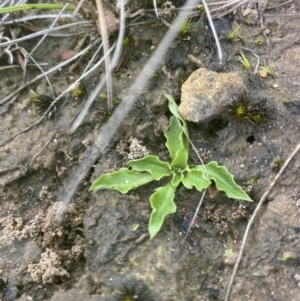 Pterostylis daintreana at Boolijah, NSW - suppressed