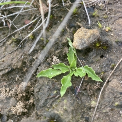 Pterostylis daintreana (Daintree's Greenhood) at Boolijah, NSW - 23 Apr 2023 by Tapirlord