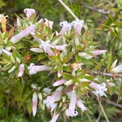 Leucopogon neoanglicus (A Beard-Heath) at Morton National Park - 23 Apr 2023 by Tapirlord