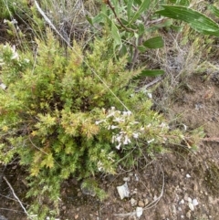 Leucopogon neoanglicus at Boolijah, NSW - 23 Apr 2023 10:19 AM