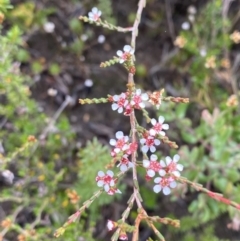 Baeckea brevifolia (Short-leaved Baeckea) at Morton National Park - 23 Apr 2023 by Tapirlord