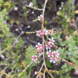 Baeckea brevifolia at Boolijah, NSW - 23 Apr 2023