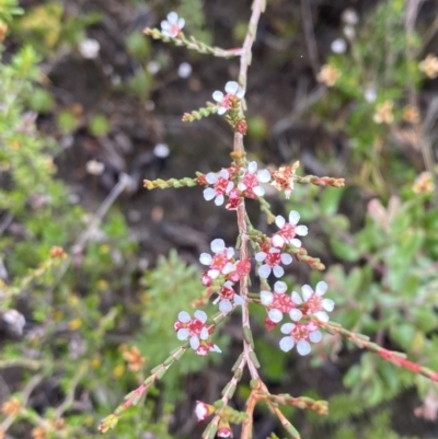 Baeckea brevifolia (Short-leaved Baeckea) at Boolijah, NSW - 23 Apr 2023 by Tapirlord