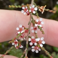 Baeckea brevifolia at Boolijah, NSW - 23 Apr 2023