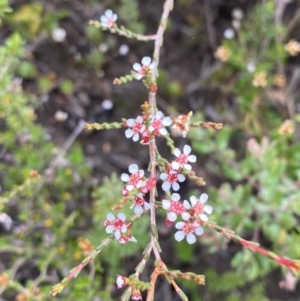 Baeckea brevifolia at Boolijah, NSW - 23 Apr 2023 10:14 AM