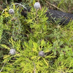 Isopogon anemonifolius at Boolijah, NSW - 23 Apr 2023
