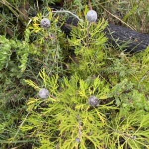 Isopogon anemonifolius at Boolijah, NSW - 23 Apr 2023