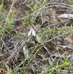 Eriochilus petricola at Boolijah, NSW - suppressed