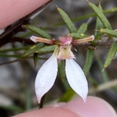 Eriochilus petricola at Boolijah, NSW - suppressed