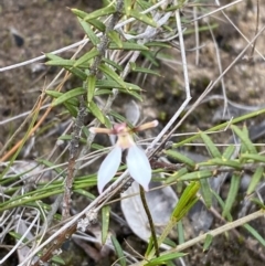 Eriochilus petricola at Boolijah, NSW - 23 Apr 2023