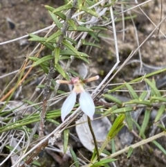 Eriochilus petricola at Boolijah, NSW - suppressed