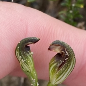 Speculantha furva at Boolijah, NSW - 23 Apr 2023