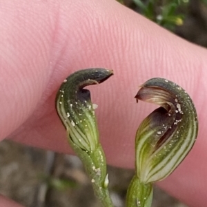 Speculantha furva at Boolijah, NSW - 23 Apr 2023