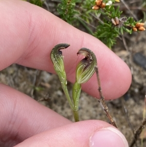 Speculantha furva at Boolijah, NSW - 23 Apr 2023