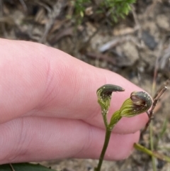 Speculantha furva at Boolijah, NSW - 23 Apr 2023