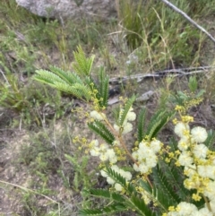 Acacia terminalis (Sunshine Wattle) at Morton National Park - 23 Apr 2023 by Tapirlord