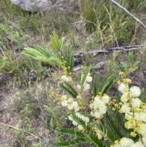 Acacia terminalis at Boolijah, NSW - 23 Apr 2023