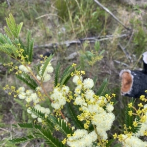 Acacia terminalis at Boolijah, NSW - 23 Apr 2023