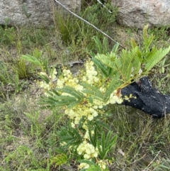 Acacia terminalis at Boolijah, NSW - 23 Apr 2023